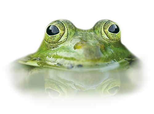 Frosch