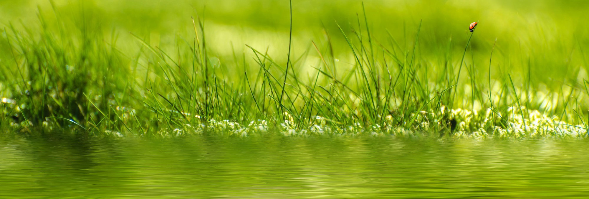 Teich hintergrund
